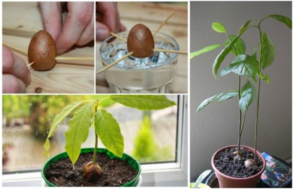como plantar cultivar aguacates en casa