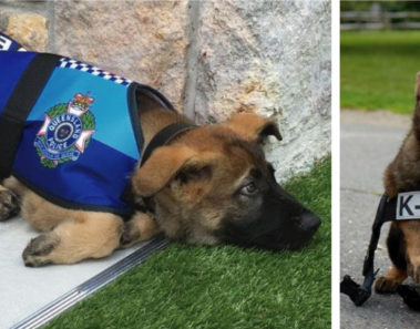 Este perrito no fue admitido por la policía por una increíble razón