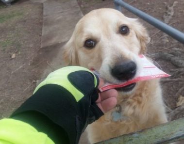 Todos los días este perro espera al cartero. Pero lo que hace cuando no hay correo ha enternecido a todo el mundo