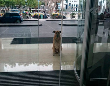 Perro esperaba fuera de un hotel todos los días, hasta que un día ocurrió un milagro y…