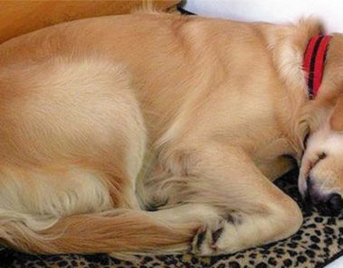 Todos los días un perro desconocido llega a dormir a la casa. Un día descubren una nota en su collar