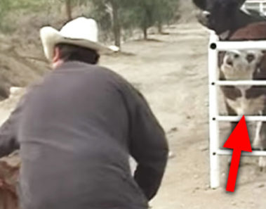 Esta vaca estaba desconsolada por haber perdido a su bebé, hasta que algo increíble ocurrió