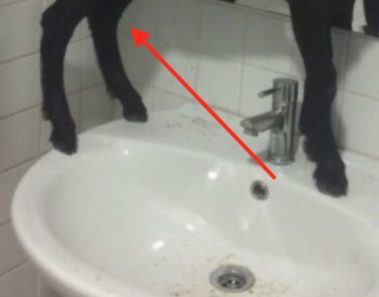 El terror se desató en este hospital tras hallar a un extraño animal en el baño