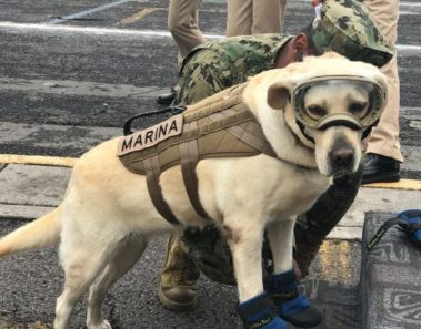 Esta perrita se ha convertido en una heroína para todo México