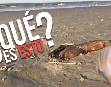 La espeluznante criatura que el huracán Harvey dejó en una playa de Texas