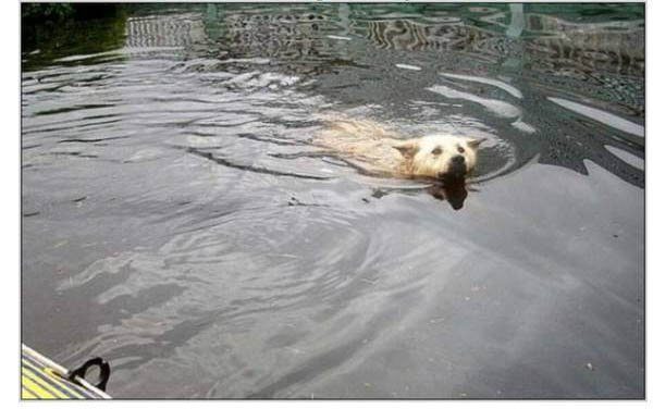 Lo que este perro hizo durante la inundación te dejará sin palabras