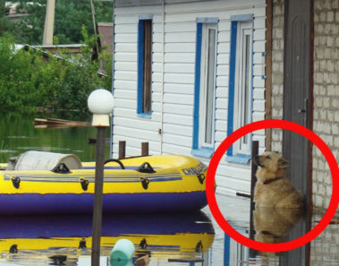 Lo que este perro hizo durante la inundación te dejará sin palabras