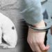 Panamá aprueba pena de cárcel para todas las personas que torturen o maten a mascotas