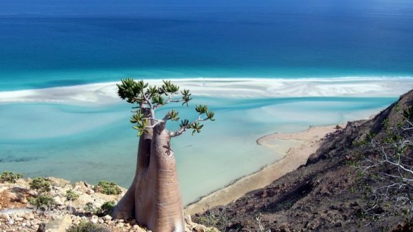 Socotra, la isla donde habitan las especies más raras del mundo