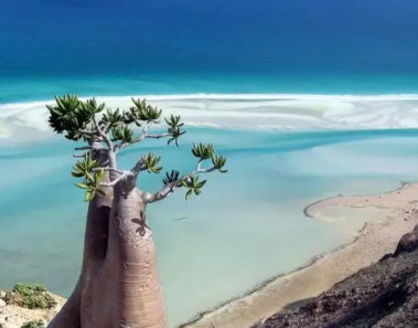Socotra, la isla donde habitan las especies más raras del mundo