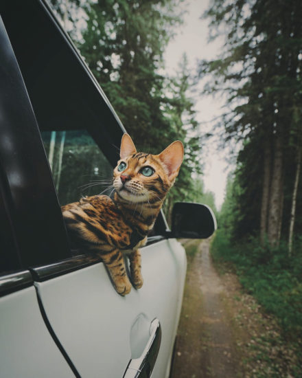suki el gatito viajero