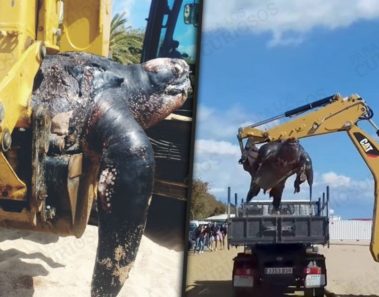 Esta extraña tortuga fue hallada en una playa de España, ¡y pesa más de 500 kilos!