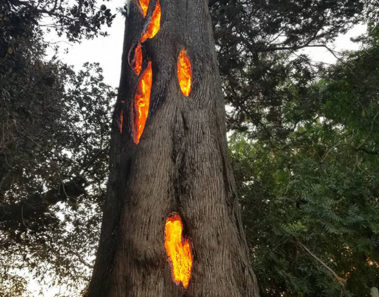 ¡Increíble! Graban un árbol que se incendia únicamente por dentro