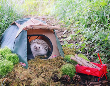 Todo el mundo se ha enamorado de este pequeño erizo que se fue a acampar