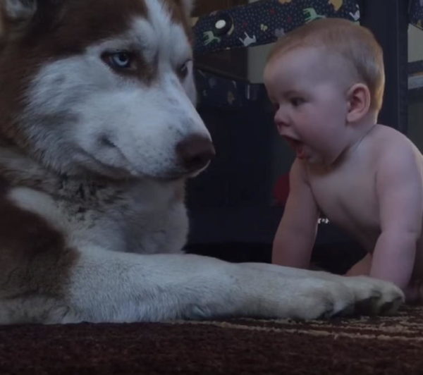 Bebé gatea hacia husky para saludar – entonces el papá graba la súper tierna reacción del perro