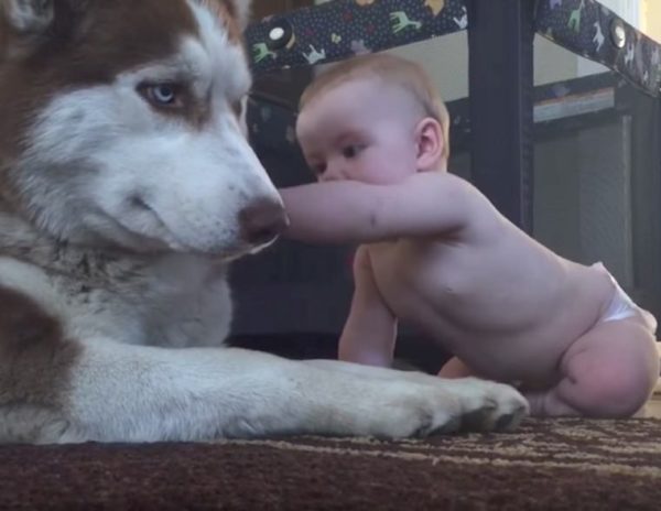 Bebé gatea hacia husky para saludar – entonces el papá graba la súper tierna reacción del perro