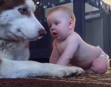 Bebé gatea hacia husky para saludar – entonces el papá graba la súper tierna reacción del perro