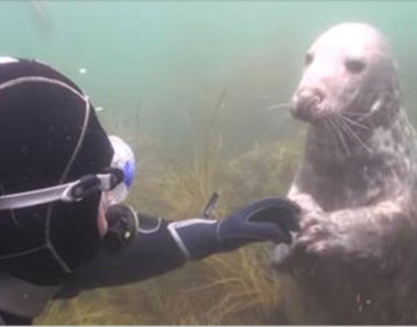 Buzo confundido no comprende qué quiere la foca, pero entonces el animal toma su mano