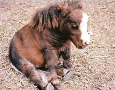 Este pequeño caballo ha roto todos los récords del mundo y te robará el corazón
