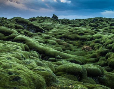 Eldhraun, los increíbles campos de musgo en Islandia