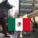 En México y Japón se han hecho estatuas en honor a Frida y los otros perros rescatistas