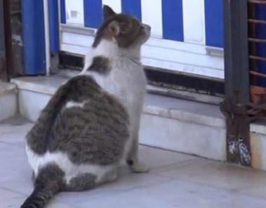 Gata callejera pide ayuda fuera del hospital: La razón hace que mi corazón se derrita