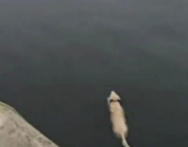 Internet se enamora de un perrito que se baña todos los días en el océano para verse con su mejor amigo