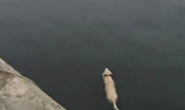 Internet se enamora de un perrito que se baña todos los días en el océano para verse con su mejor amigo