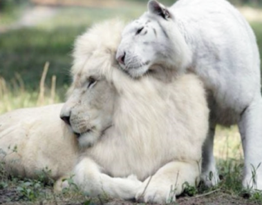 León blanco y tigresa blanca tuvieron cachorros y son extremadamente lindos y únicos