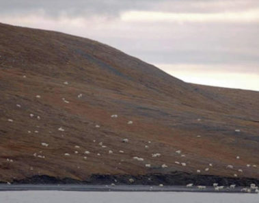 ¿Ovejas en la montaña? No, mira más de cerca y te llevarás una sorpresa