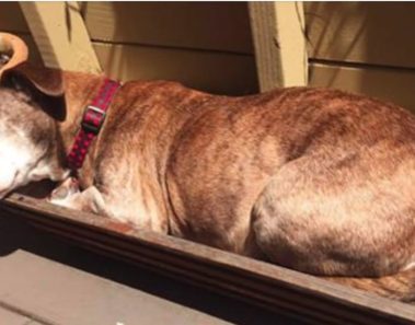 Perro duerme en la calle durante 11 años, despierta de una siesta y ve que todo su mundo ha cambiado