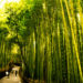El misterioso fenómeno de la floración del Bambú