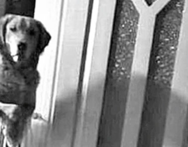 Ellos descubrieron que su perro no dormía por las noches y sólo los miraba. La razón fue espantosa