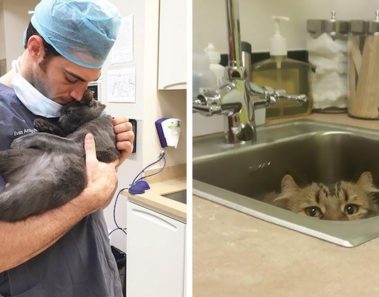 Empresa ofrece trabajo de abrazar gatitos todo el día - Esta es la razón
