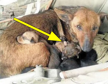Encontró una perra callejera con 6 cachorros – cuando se acerca ve una mano que sale entre ellos