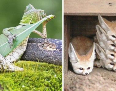 fotografias de animales tiernos