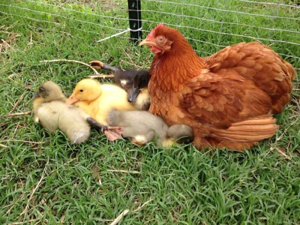 fotos graciosas mama gallinas