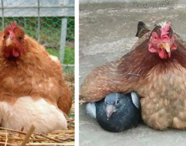 fotos graciosas mama gallinas