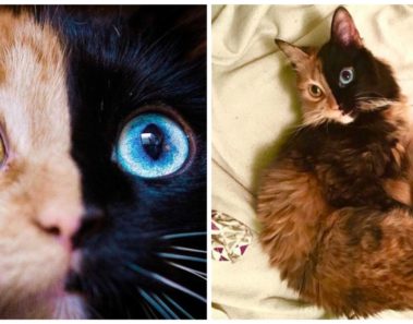 Gatos con dos caras, el misterioso caso de los animales quimera