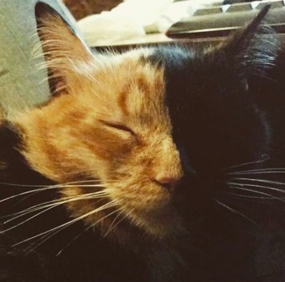 Gatos con dos caras, el misterioso caso de los animales quimera