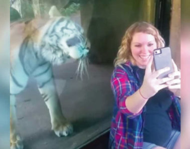Mujer embarazada se toma foto con el tigre y este reacciona cuando descubre que está embarazada