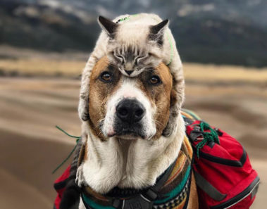 Este gato y perro aman viajar juntos, y sus imágenes son absolutamente enternecedoras