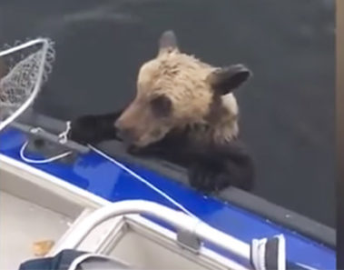 Pescadores ven que un osezno se aferra al bote – miran a la derecha y se dan cuenta de que no están solos