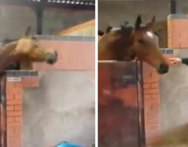 La criadora baila al son de su canción preferida en el establo, pero ahora mira el contrataque del caballo