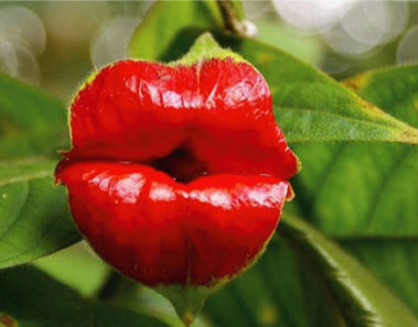 fotos de las flores mas extranas del mundo