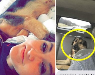 Hija deja que su padre cuide a su perro el fin de semana – queda en shock al recibir este mensaje de texto