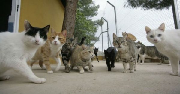Una anciana fue arrestada por entrenar a sus 65 gatos para robar joyas de los vecinos