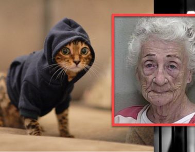 Una anciana fue arrestada por entrenar a sus 65 gatos para robar joyas de los vecinos