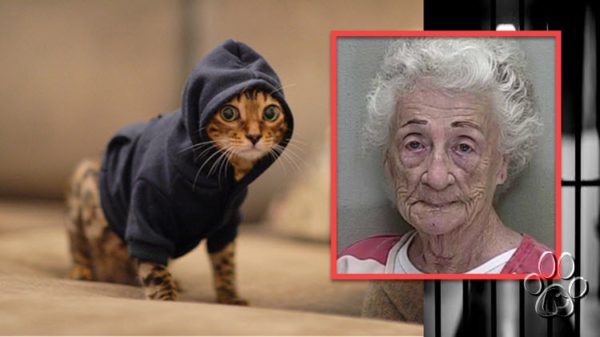Una anciana fue arrestada por entrenar a sus 65 gatos para robar joyas de los vecinos