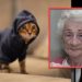 Una anciana fue arrestada por entrenar a sus 65 gatos para robar joyas de los vecinos